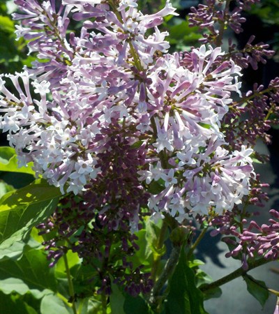Lilac Miss Kim